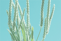 无限拨打手机号软件